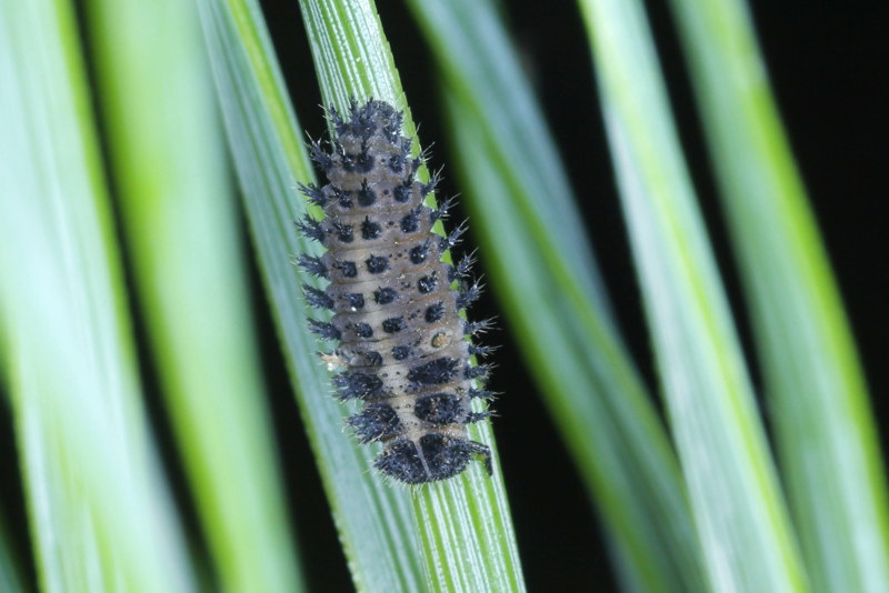 Viervleklieveheersbeestje, Exochomus quadripustulatus, larve