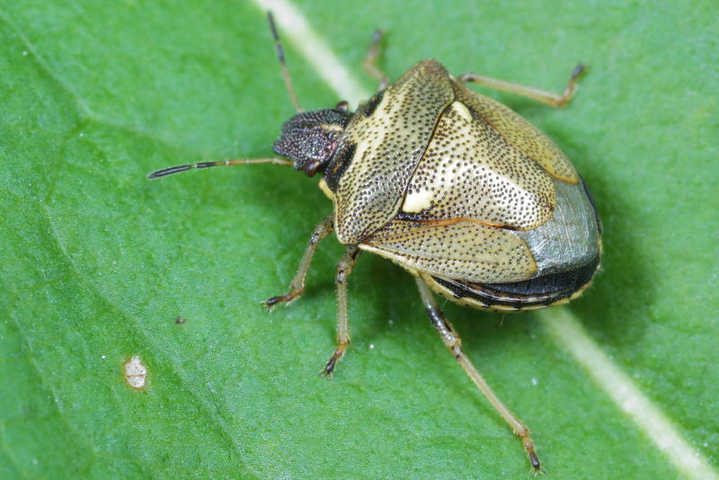 SEysarcoris aeneus, Weegbreeschildwants