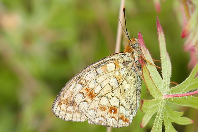 Bosrandparelmoervlinder, Fabriciana adippe (CZ)