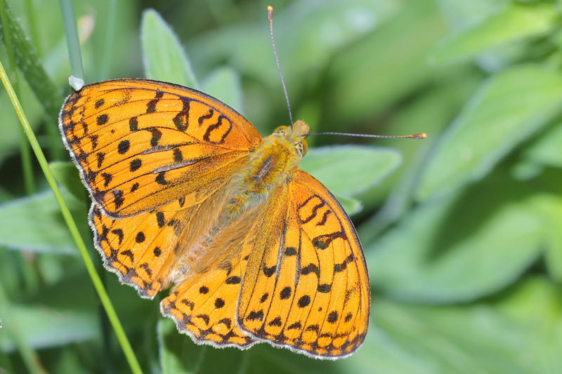 Bosrandparelmoervlinder, Fabriciana adippe (BG)