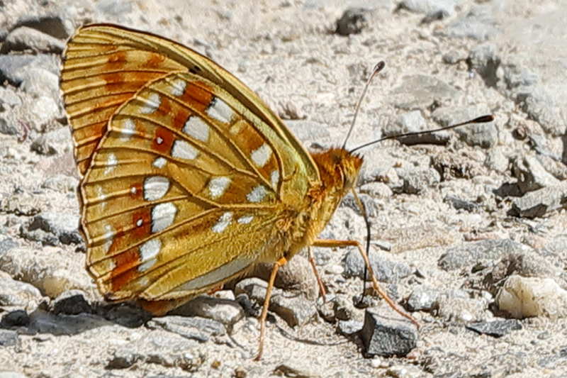 Bosrandparelmoervlinder, Fabriciana adippe (FR)