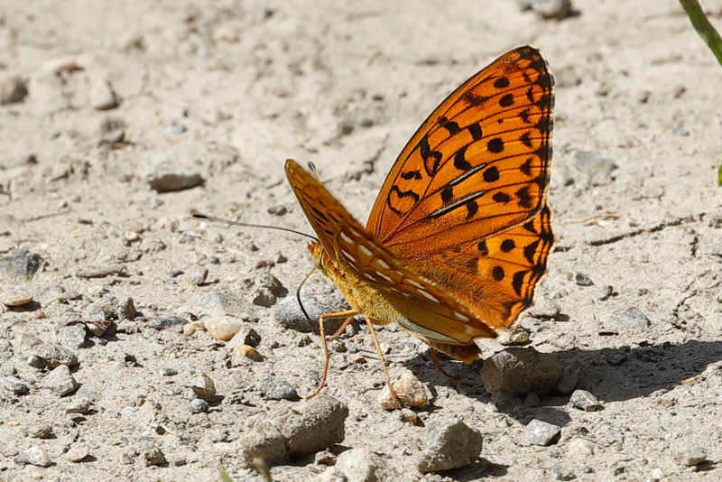 Bosrandparelmoervlinder, Fabriciana adippe (FR)