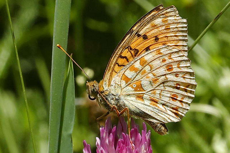 Duinparelmoervlinder, Fabriciana niobe (FR)