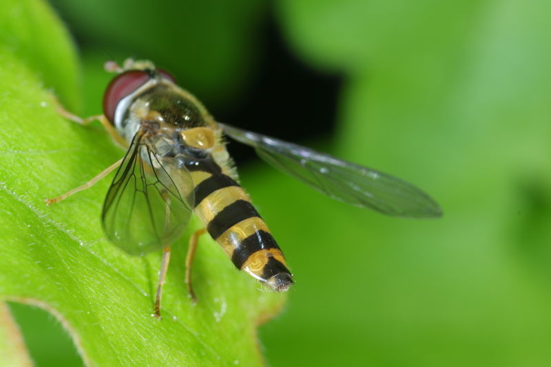 Fagisyrphus cinctus, Spits elfje