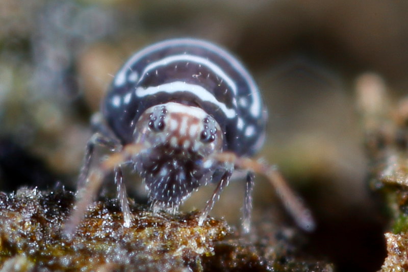 Fasciosminthurus quinquefasciatus
