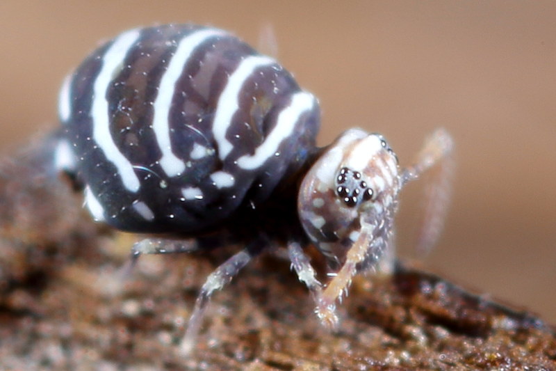 Fasciosminthurus quinquefasciatus
