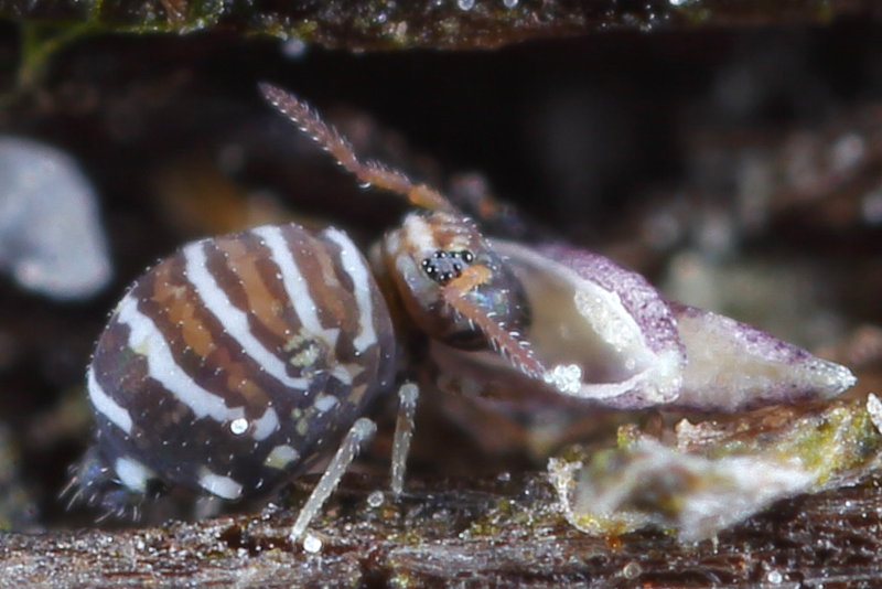 Fasciosminthurus quinquefasciatus