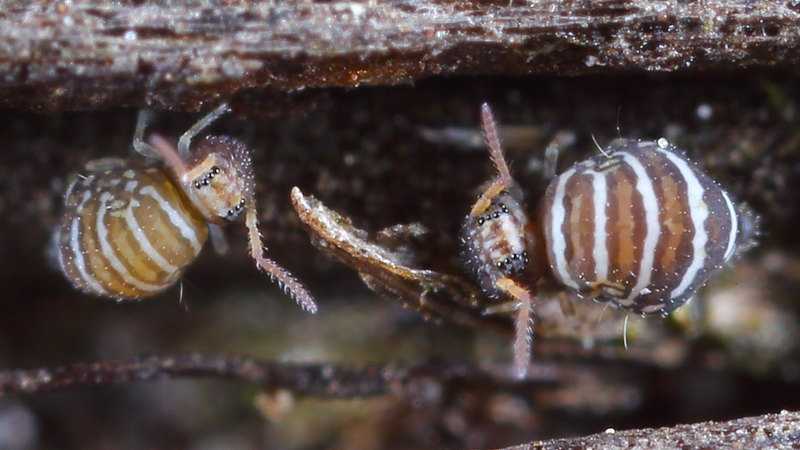 Fasciosminthurus quinquefasciatus