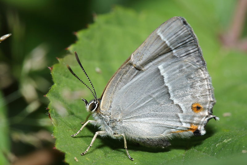 Eikenpage, Favonius quercus (NL)