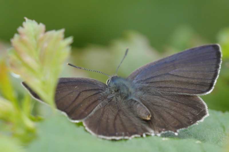 Eikenpage, Favonius quercus (NL)