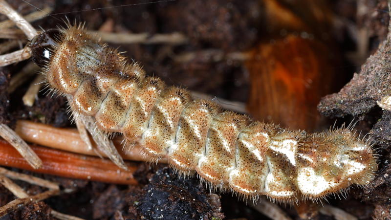 Eikenpage, Favonius quercus, rups (NL)