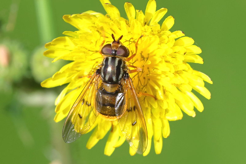 Ferdinandea cuprea, Gewone kopermantel