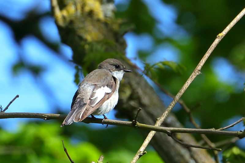 Bonte Vliegenvanger, Ficedula hypoleuca