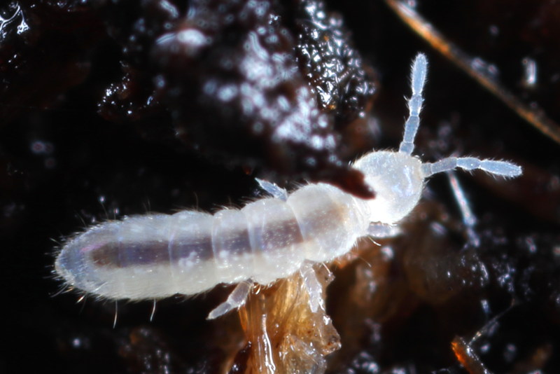 Folsomia candida