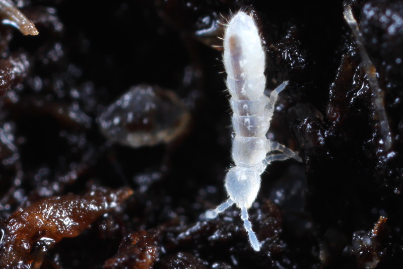 Folsomia candida