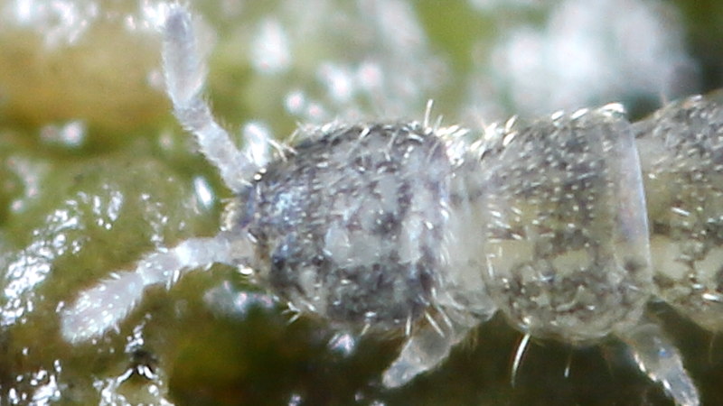 Folsomia quadrioculata