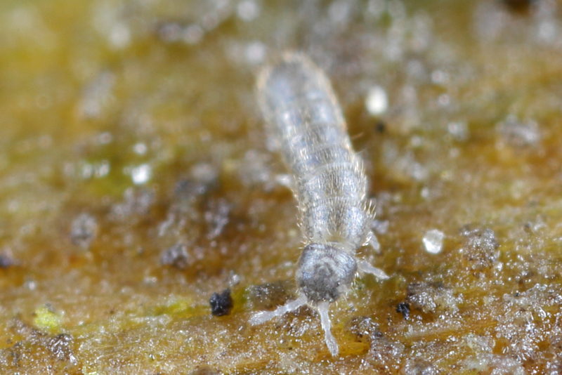 Folsomia quadrioculata