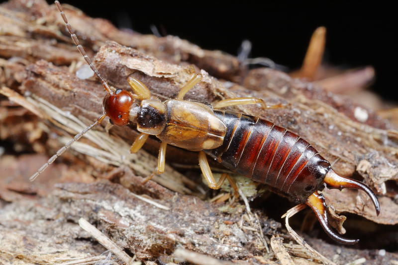 Common Earwig, Forficula auricularia ♂