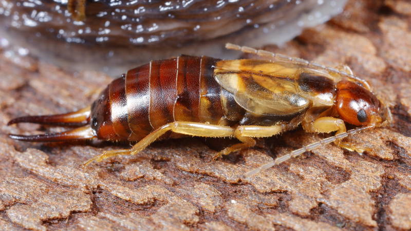 Common Earwig, Forficula auricularia ♀