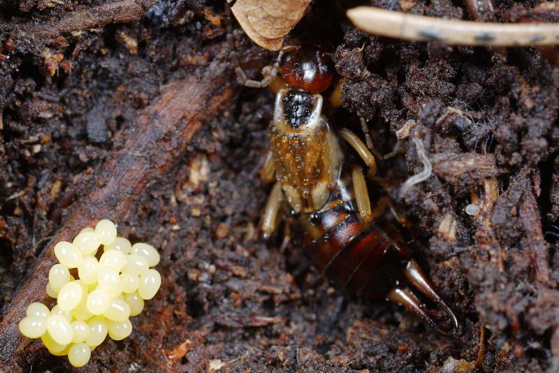 Common Earwig, Forficula auricularia ♀ with eggs