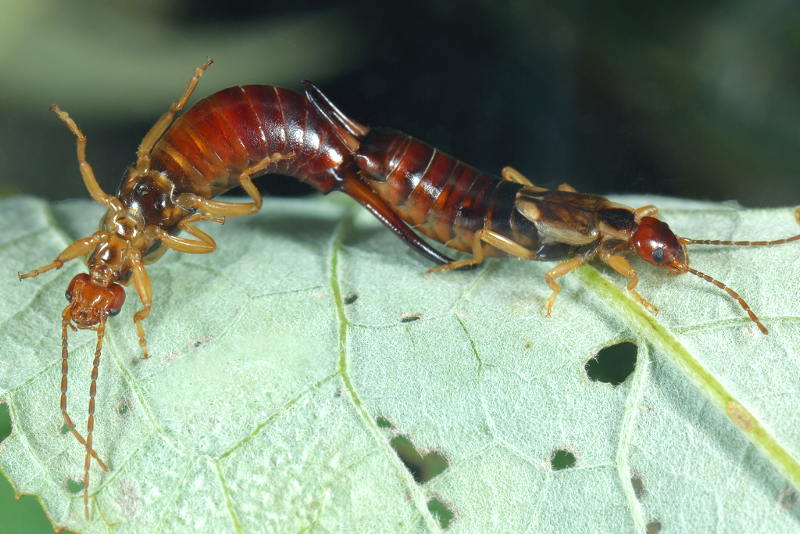 Common Earwig, Forficula auricularia mating
