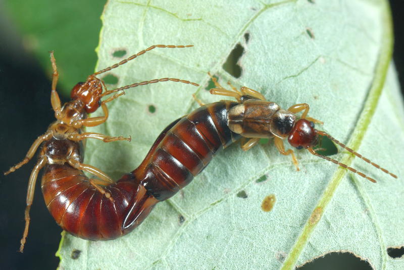 Common Earwig, Forficula auricularia mating
