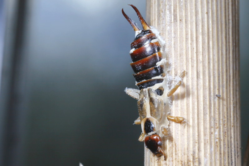 Common Earwig killed by mould