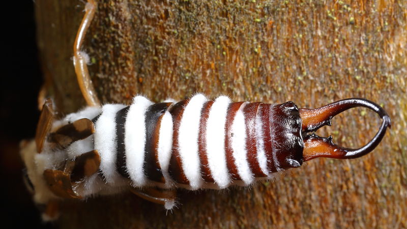 gewone oorworm gedood door schimmel