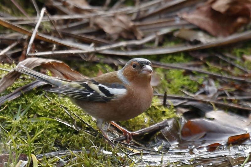 man vink, Fringilla coelebs