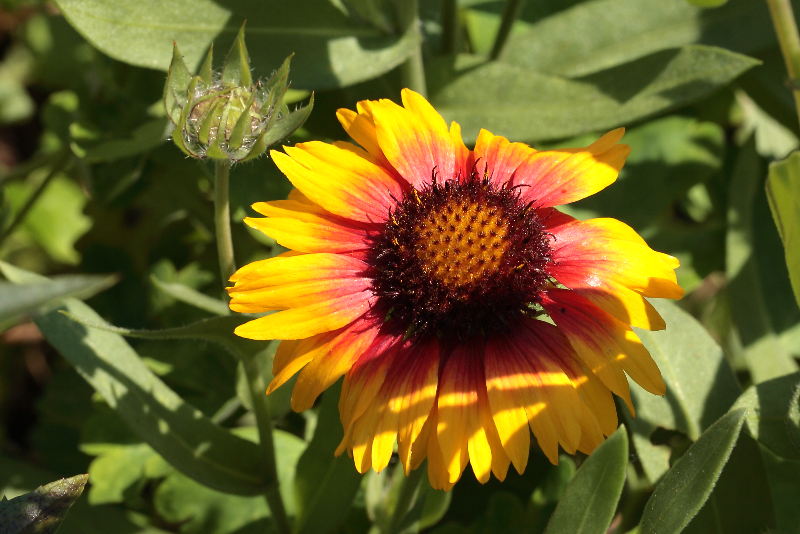 kokardebloem, Gaillardia
