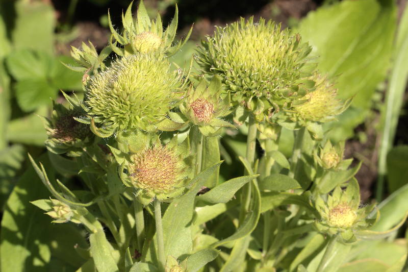kokardebloem, Gaillardia afwijkend