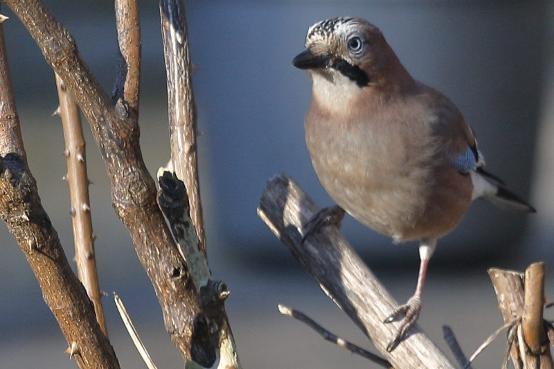 Gaai, Garrulus glandarius