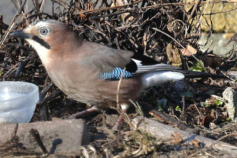 Gaai, Garrulus glandarius