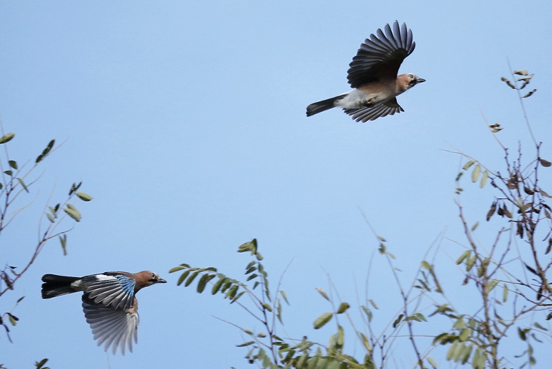 Gaai, Garrulus glandarius