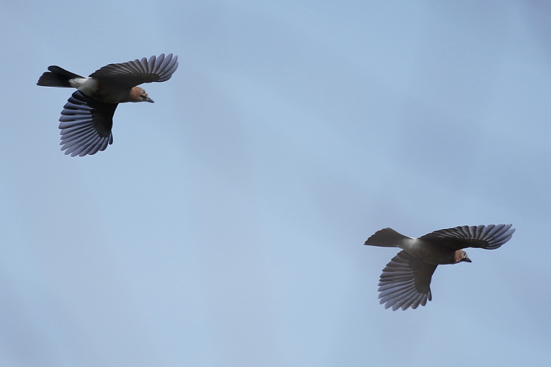 Gaai, Garrulus glandarius