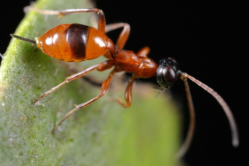 Gelis melanocephalus
