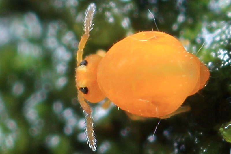 Gisinianus flammeolus