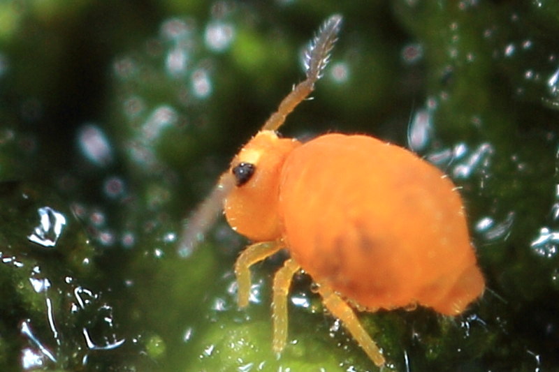 Gisinianus flammeolus