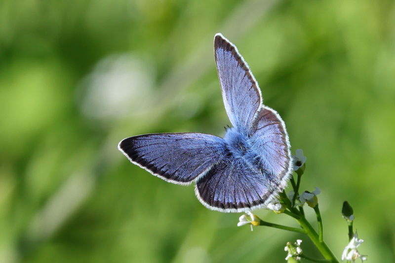 Bloemenblauwtje, Glaucopsyche alexis (GR)