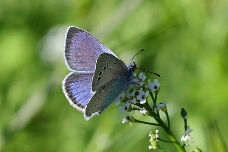 Bloemenblauwtje, Glaucopsyche alexis (GR)