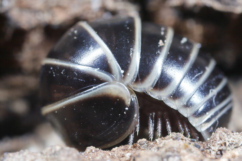 pill millipede, Glomeris marginata