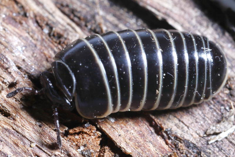 pill millipede, Glomeris marginata