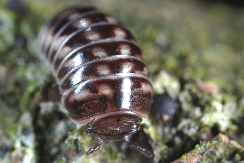 pill millipede, Glomeris marginata juvenile
