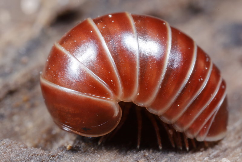 pill millipede, Glomeris marginata