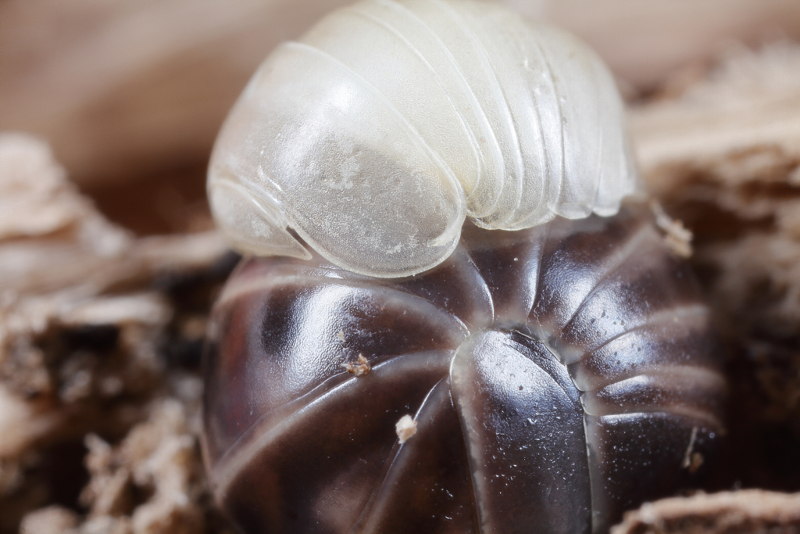 pill millipede, Glomeris marginata just shedded with old skin