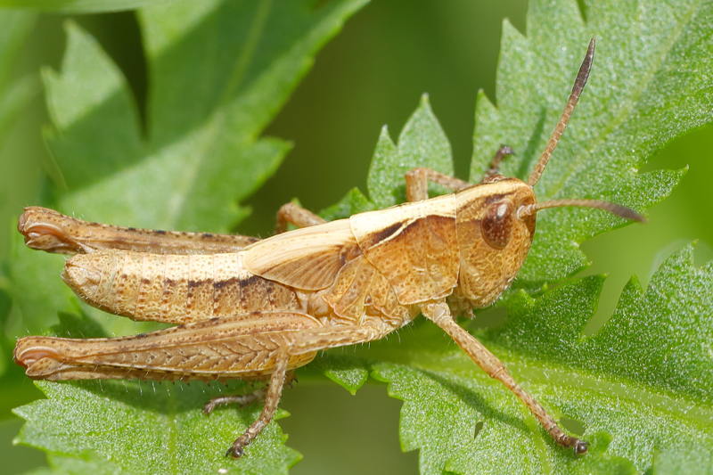 Rosse Sprinkhaan, Gomphocerippus rufus juveniel