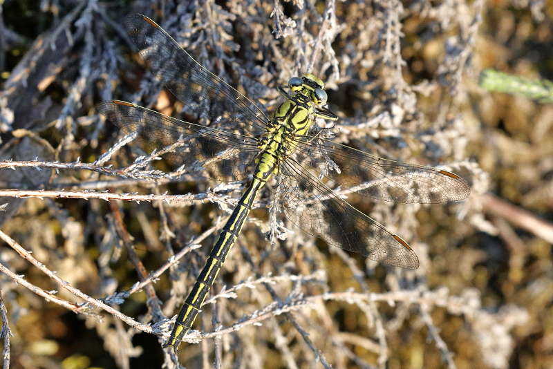 Plasrombout, Gomphus pulchellus ♂
