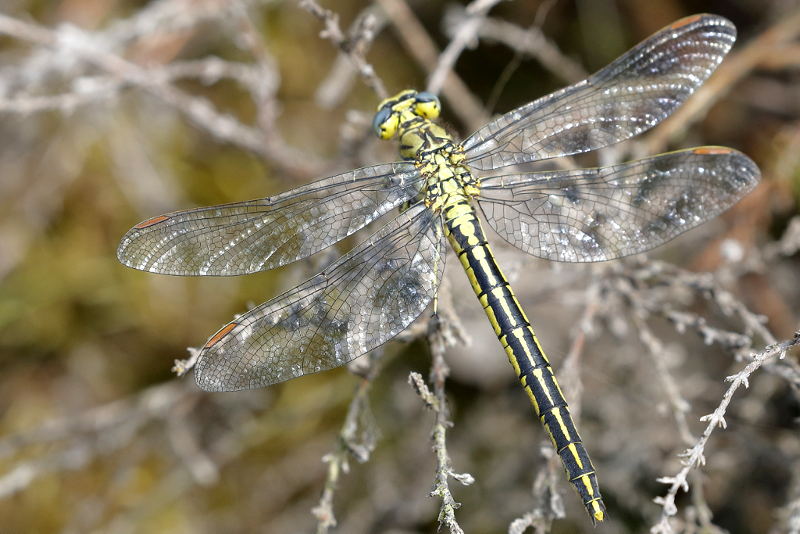 Plasrombout, Gomphus pulchellus ♀