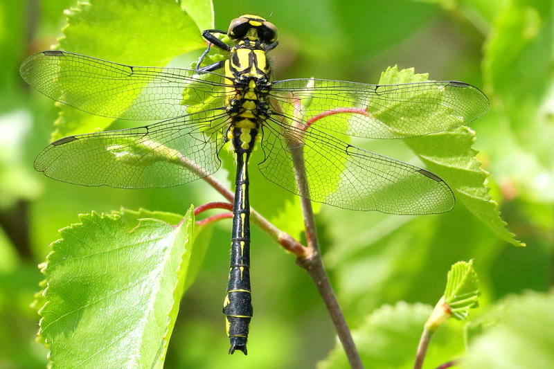 Beekrombout, Gomphus vulgatissimus ♂