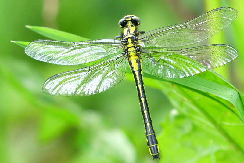 Beekrombout, Gomphus vulgatissimus ♀ niet uitgekleurd